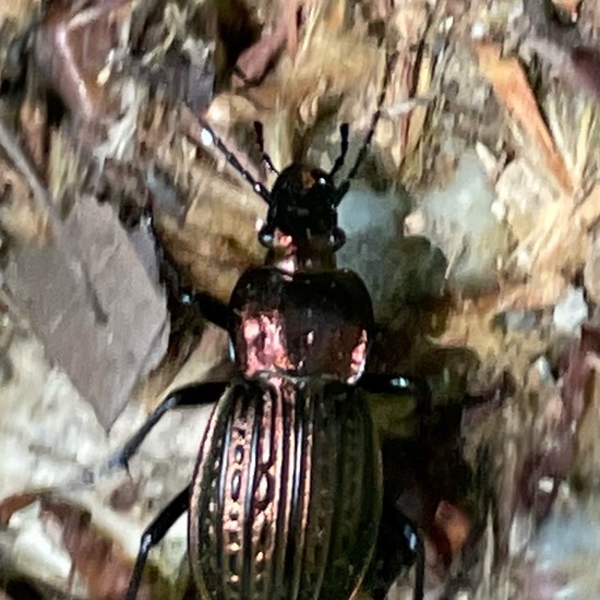 Carabus monilis: Animal in habitat Park in the NatureSpots App