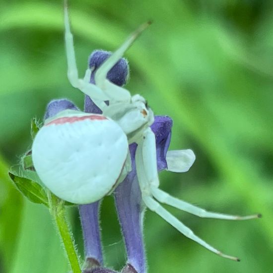 Misumena vatia: Animal in habitat Park in the NatureSpots App