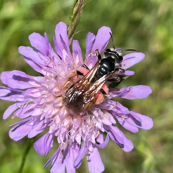 Andrena hattorfiana: Animal in habitat Park in the NatureSpots App