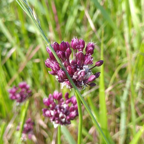 Allium scorodoprasum: Plant in habitat Buffer strip in the NatureSpots App