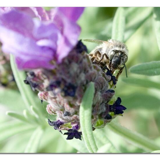 Anthophora quadrimaculata: Animal in habitat Garden in the NatureSpots App