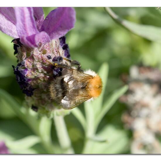 Bombus pascuorum: Animal in habitat Garden in the NatureSpots App