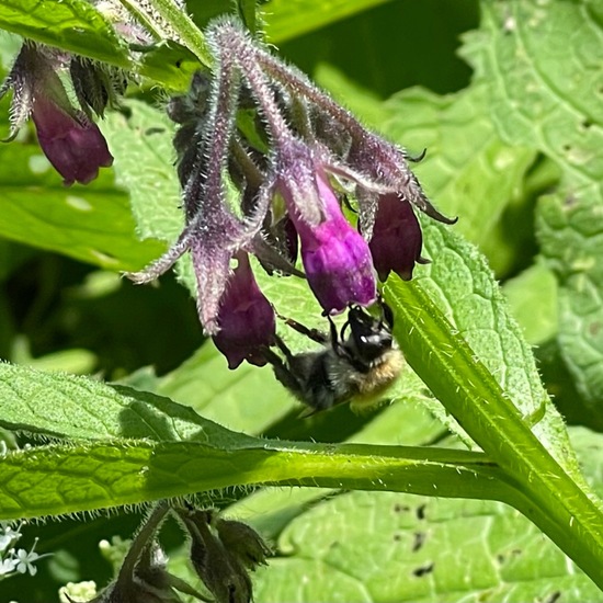 Bombus pascuorum: Animal in habitat Park in the NatureSpots App