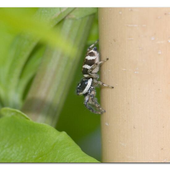 Zebra spider: Animal in habitat Garden in the NatureSpots App