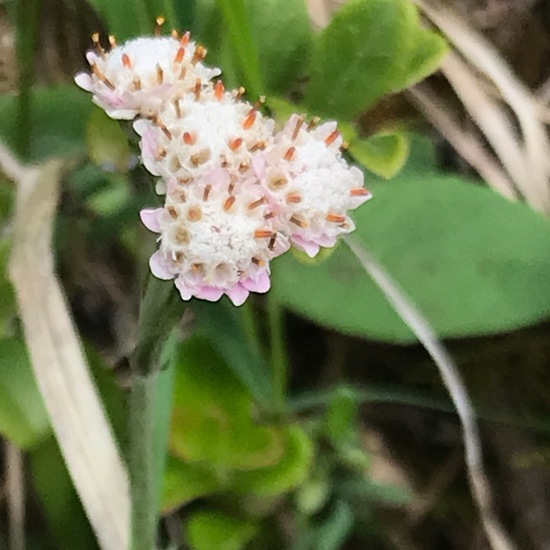 Antennaria carpatica: Plant in habitat Mountain meadows in the NatureSpots App