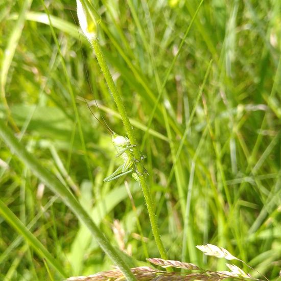 Tettigonia viridissima: Animal in habitat Natural Meadow in the NatureSpots App