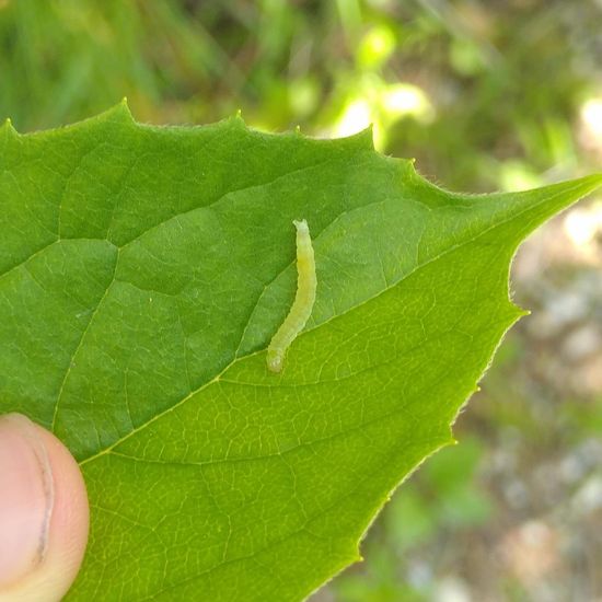 Geometridae: Animal in habitat Natural Meadow in the NatureSpots App