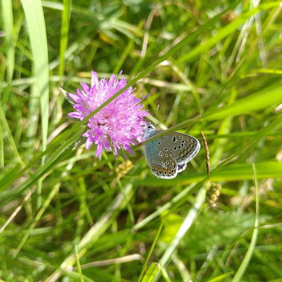 Polyommatus icarus: Animal in habitat Natural Meadow in the NatureSpots App