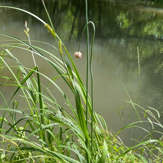 Allium scorodoprasum: Plant in nature in the NatureSpots App