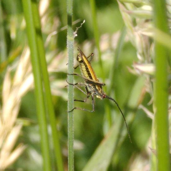 Leptopterna dolabrata: Animal in habitat Natural Meadow in the NatureSpots App