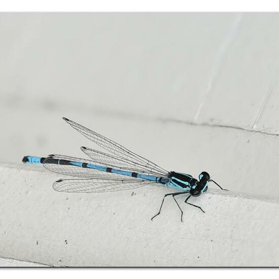 Azure damselfly: Animal in habitat Garden in the NatureSpots App