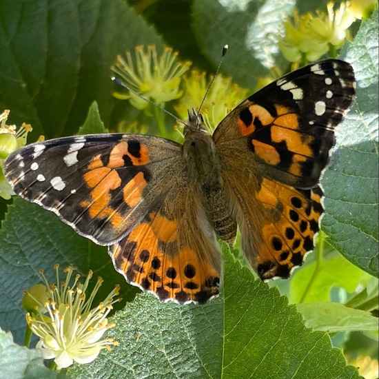 Vanessa cardui: Animal in habitat Semi-natural grassland in the NatureSpots App