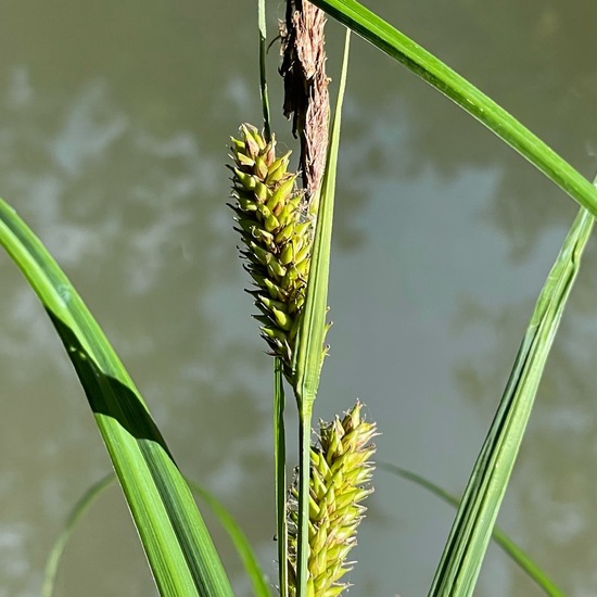 Carex acutiformis: Plant in habitat Park in the NatureSpots App