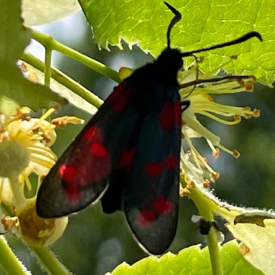 Six-spot Burnet: Animal in habitat Semi-natural grassland in the NatureSpots App