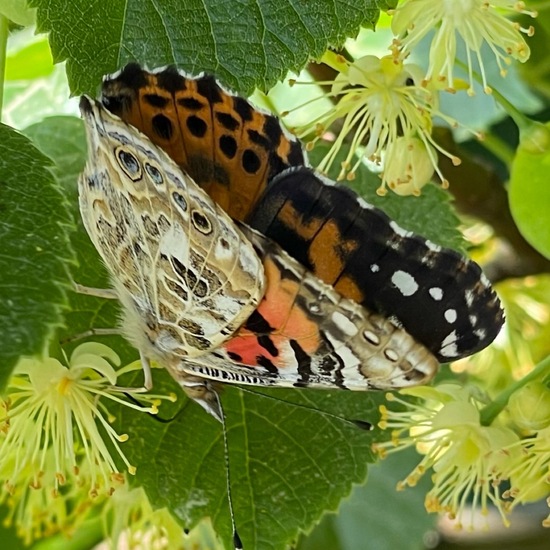 Vanessa cardui: Animal in habitat Semi-natural grassland in the NatureSpots App