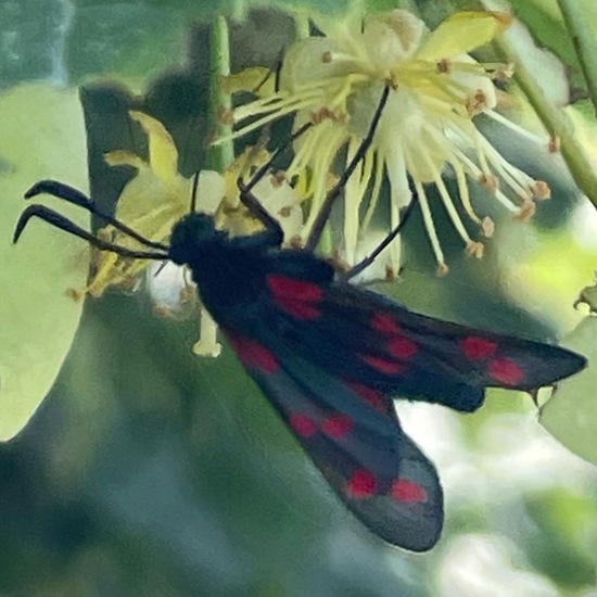 Six-spot Burnet: Animal in habitat Semi-natural grassland in the NatureSpots App