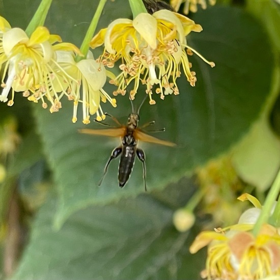 Oedemera femorata: Animal in habitat Semi-natural grassland in the NatureSpots App