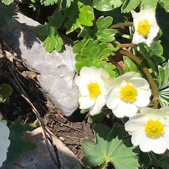 Ranunculus alpestris: Plant in habitat Mountain meadows in the NatureSpots App