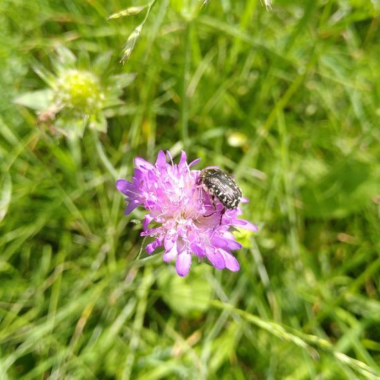 Oxythyrea funesta: Animal in habitat Natural Meadow in the NatureSpots App