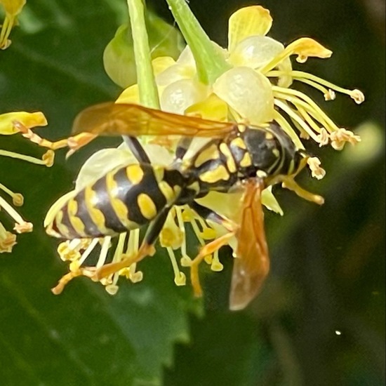 Polistes dominula: Animal in habitat Semi-natural grassland in the NatureSpots App