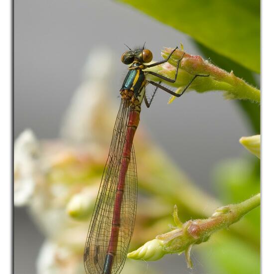 Large Red Damselfly: Animal in habitat Garden in the NatureSpots App