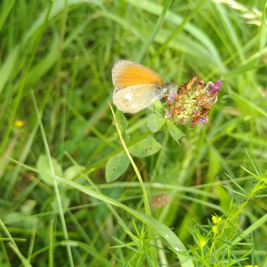 Coenonympha glycerion: Animal in habitat Natural Meadow in the NatureSpots App