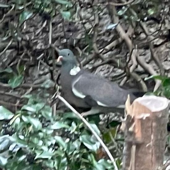 Common Wood Pigeon: Animal in habitat Riparian forest in the NatureSpots App