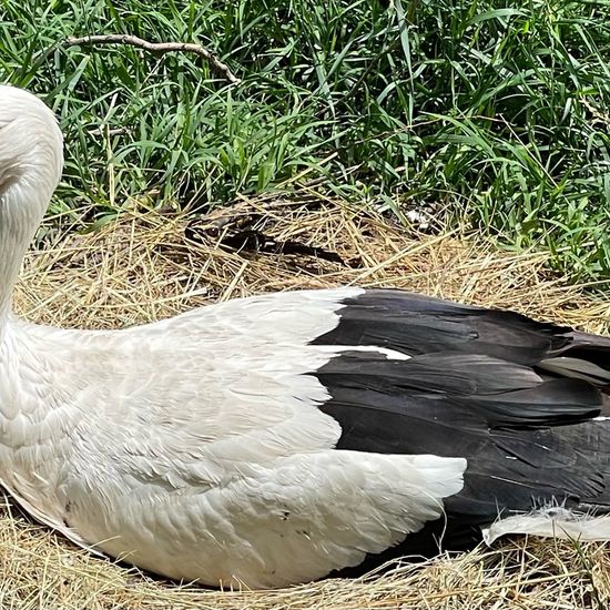 White stork: Animal in nature in the NatureSpots App