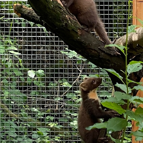 Martes: Animal in habitat Zoo in the NatureSpots App
