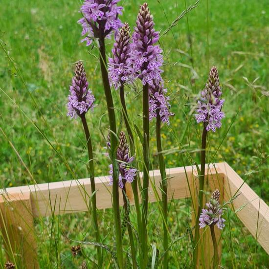 Dactylorhiza maculata: Plant in nature in the NatureSpots App