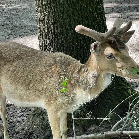 Fallow deer: Animal in habitat Zoo in the NatureSpots App