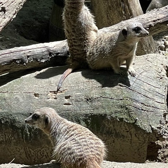 Meerkat: Animal in habitat Zoo in the NatureSpots App