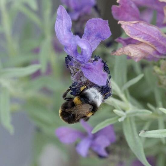 Bumble bee: Animal in habitat Garden in the NatureSpots App