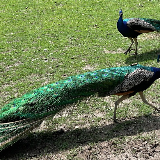 Indian Peafowl: Animal in habitat Zoo in the NatureSpots App