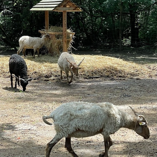 Ovis: Animal in habitat Zoo in the NatureSpots App