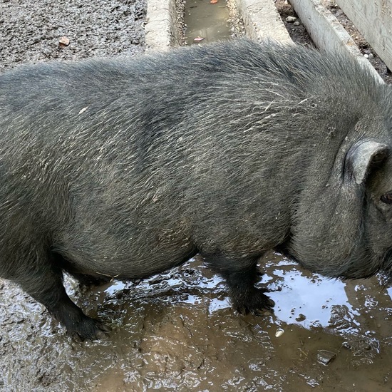 Pig: Animal in habitat Zoo in the NatureSpots App