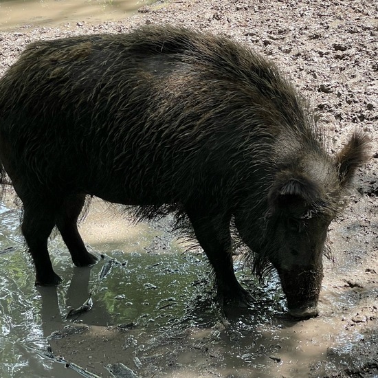 Wild pig: Animal in habitat Zoo in the NatureSpots App