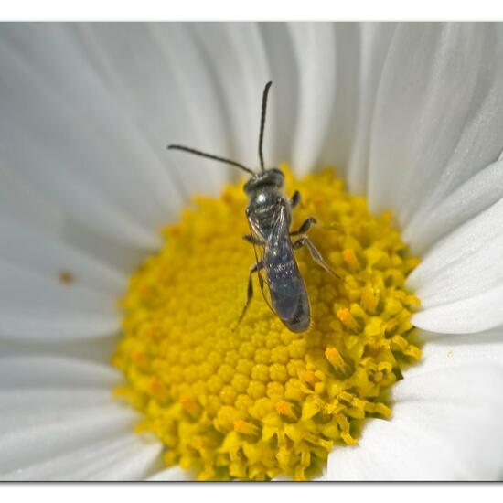 Lasioglossum morio: Animal in habitat Garden in the NatureSpots App