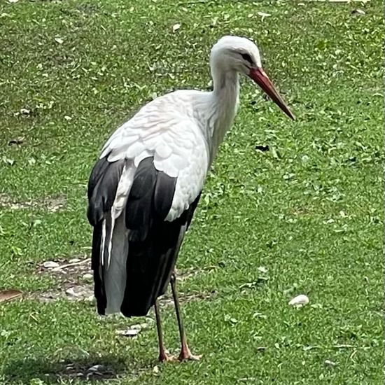 White stork: Animal in nature in the NatureSpots App