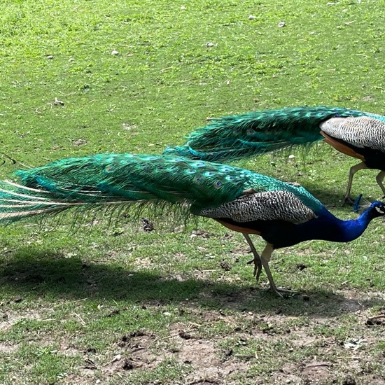 Indian Peafowl: Animal in habitat Zoo in the NatureSpots App
