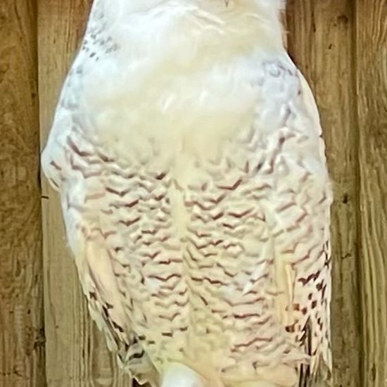 Snowy Owl: Animal in habitat Zoo in the NatureSpots App