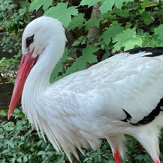 White stork: Animal in nature in the NatureSpots App