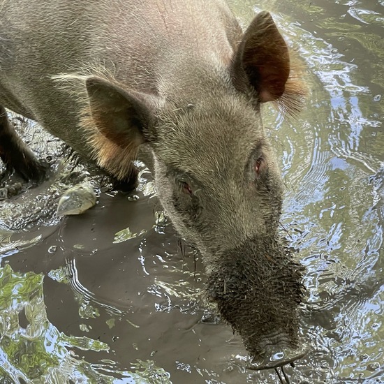 Wild pig: Animal in habitat Zoo in the NatureSpots App