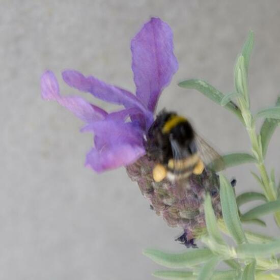 Bumble bee: Animal in habitat Garden in the NatureSpots App