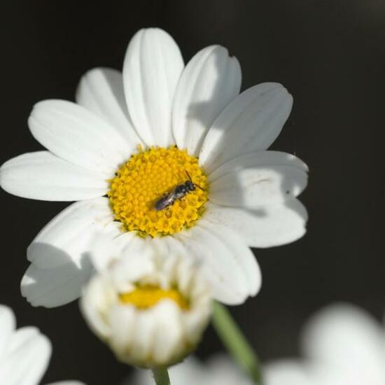 Hylaeus hyalinatus: Animal in habitat Garden in the NatureSpots App