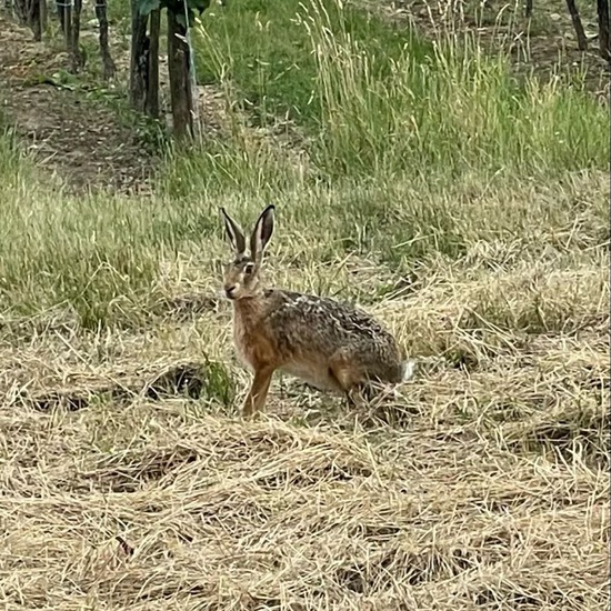 Brown Hare: Animal in habitat Grassland in the NatureSpots App