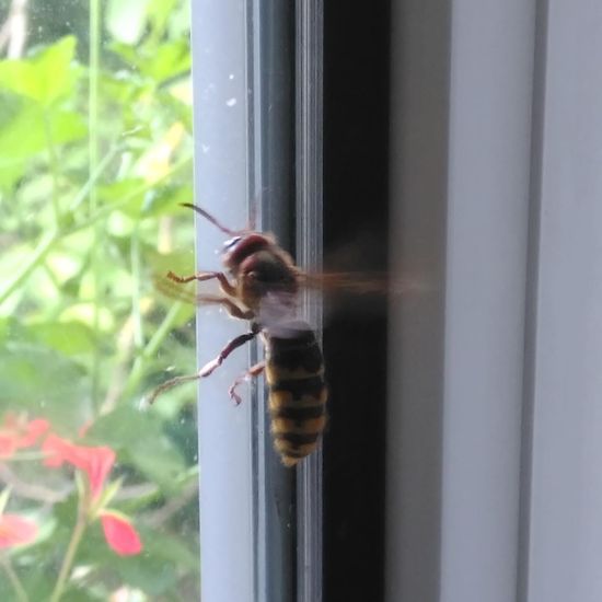 European hornet: Animal in habitat Garden in the NatureSpots App