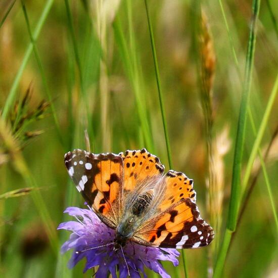 Vanessa cardui: Animal in habitat Grassland in the NatureSpots App