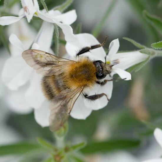 Bombus pascuorum: Animal in habitat Garden in the NatureSpots App