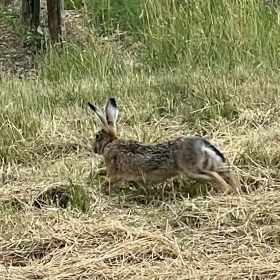 Brown Hare: Animal in habitat Grassland in the NatureSpots App